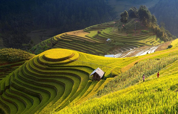 địa điểm du lịch mùa lúa chín - Mùa lúa chín là tháng mấy