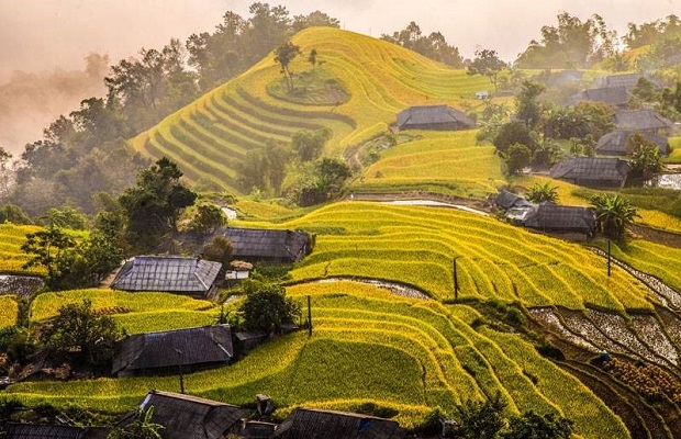 địa điểm du lịch mùa lúa chín - Hoàng Su Phì