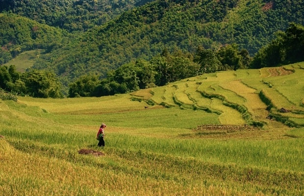 địa điểm du lịch mùa lúa chín - Pù Luông