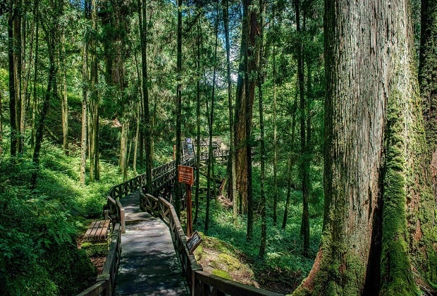 Kinh nghiệm du lịch Alishan - Con đường mòn Giant Trees